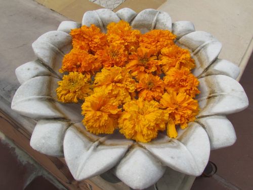 lotus marigolds beautiful