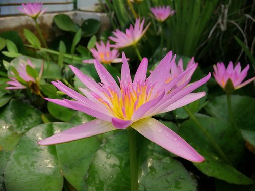 lotus  natural  flower