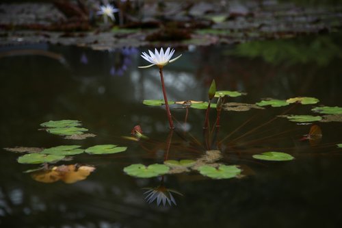 lotus  water lilies  pond