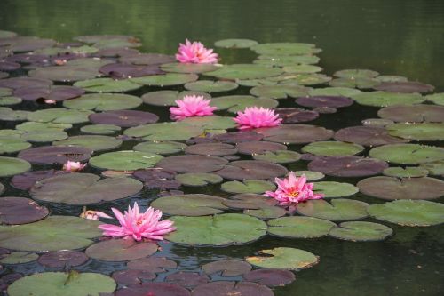 lotus pink hawthorn