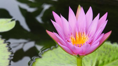 lotus  corbel  water lily