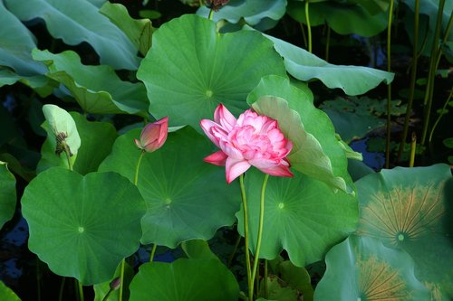 lotus  plants  nature