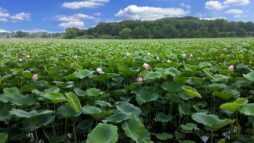 lotus reservoir the rainy season