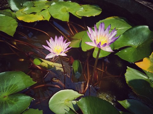 lotus  blossom  nature