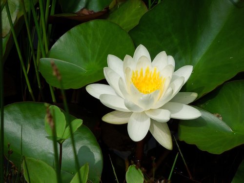 lotus  pond  flower