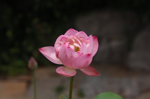 lotus  jinan  baotu spring