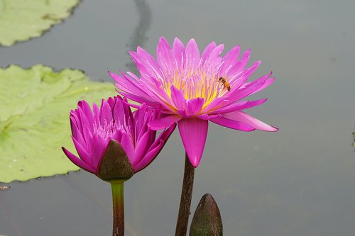 lotus  bee  flowers