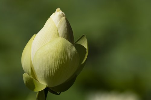lotus  flower  button