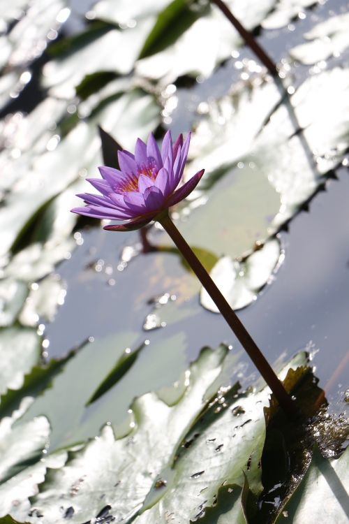 lotus water lilies
