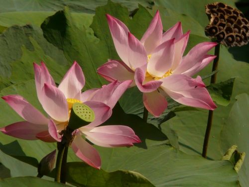 lotus lotus blossom blossom