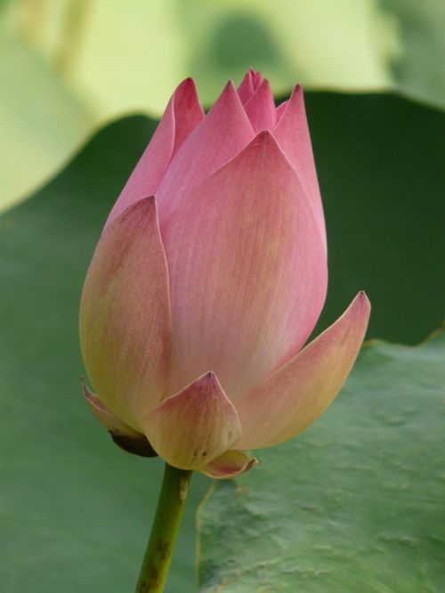 lotus lotus blossom blossom