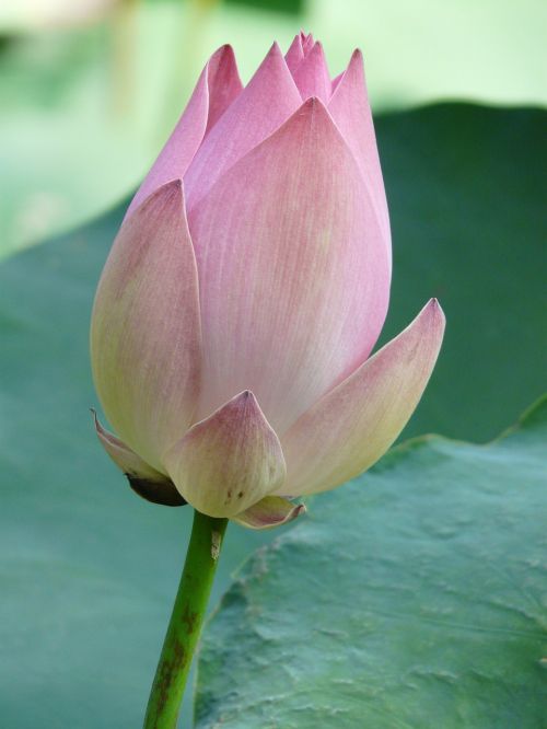 lotus lotus blossom blossom