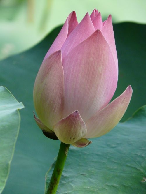 lotus lotus blossom blossom