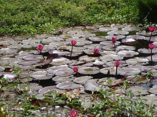 lotus flowers water