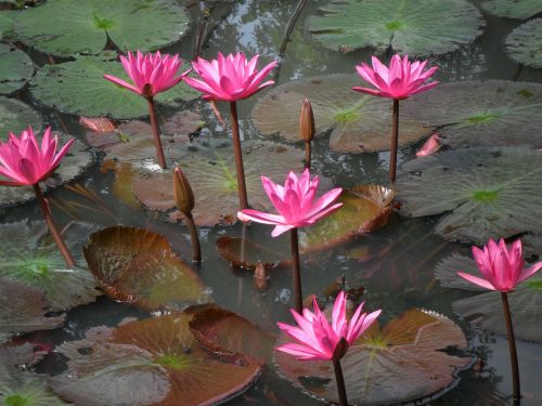 lotus flowers pink