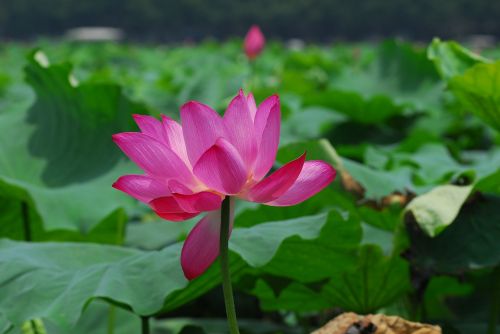lotus lotus leaf the scenery