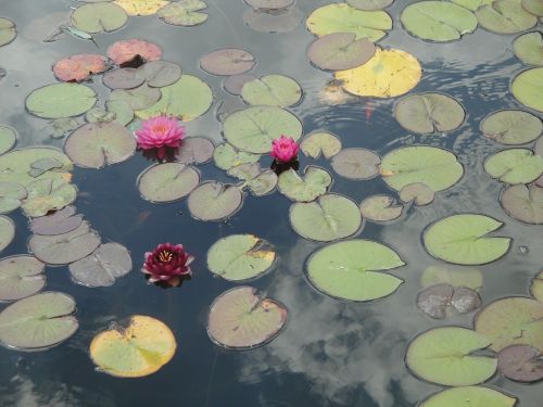 lotus water reflection