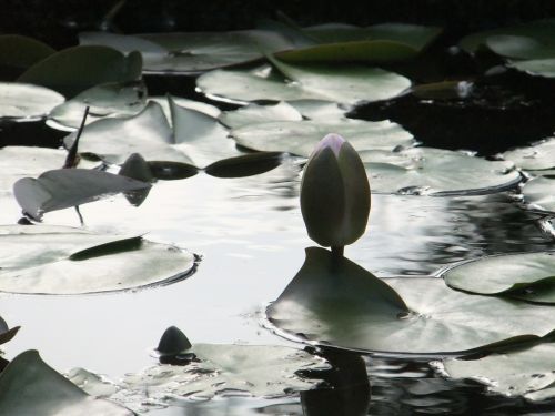 lotus blossom pond