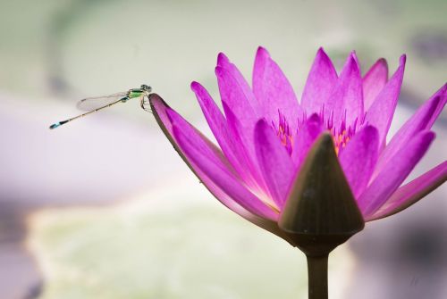 lotus pond damselfly