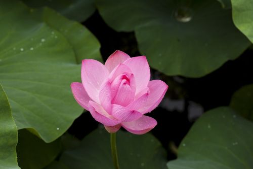 lotus nature plants