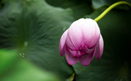 lotus lotus leaf nature