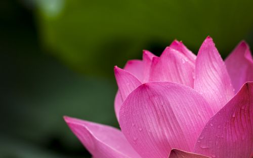 lotus pink nature