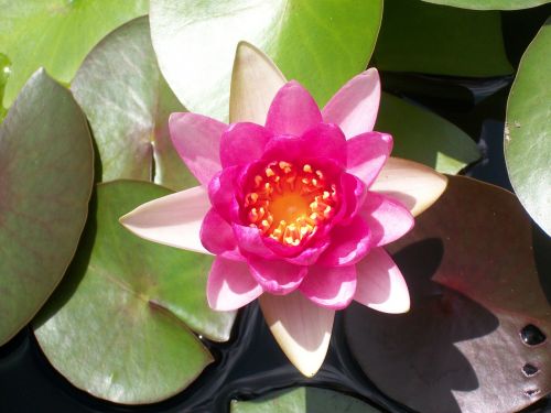 lotus lily pad nature