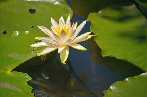 lotus water pond