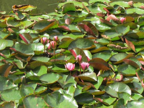 lotus lily flower