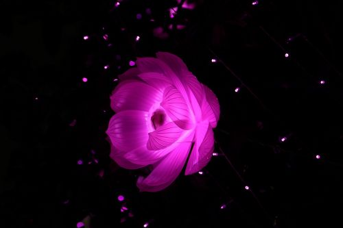 lotus night light