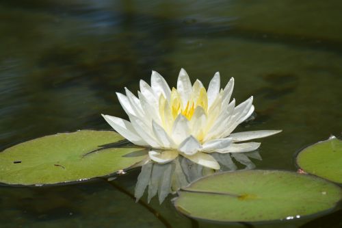 lotus lily flower