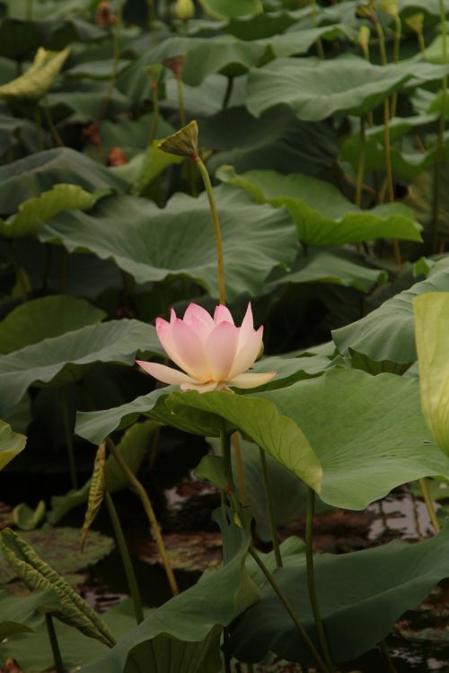 lotus green leaf hawthorn