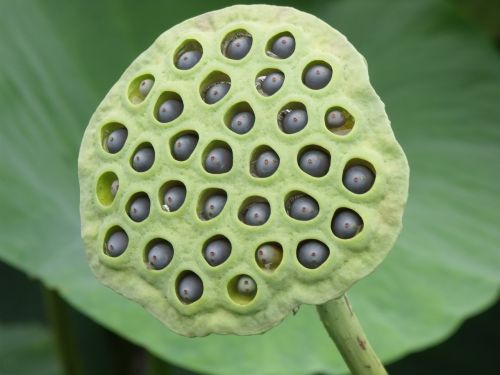 lotus hats species