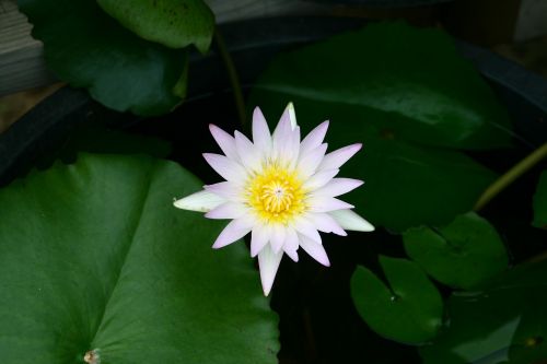 lotus flowers pond floral