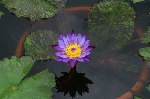 lotus flowers pond floral