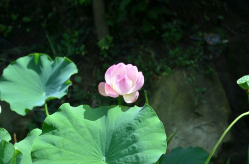 lotus flower lotus leaf