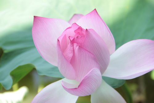 lotus lotus leaf spring