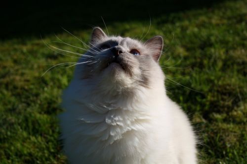 lotus cat kitten