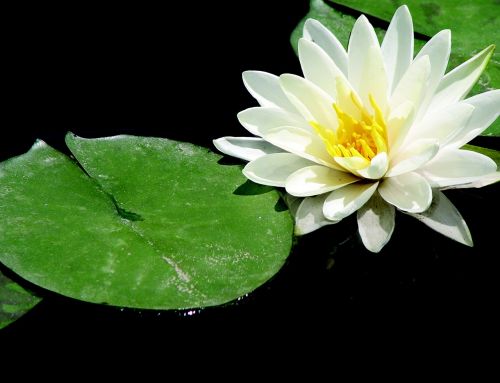 lotus zen meditation
