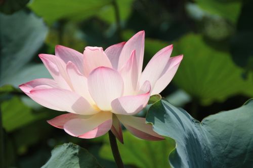 lotus plant splash