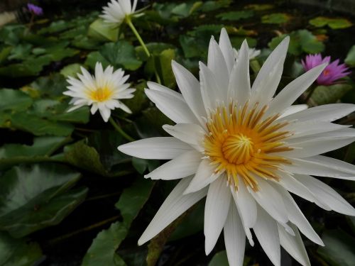 lotus flowers water surface