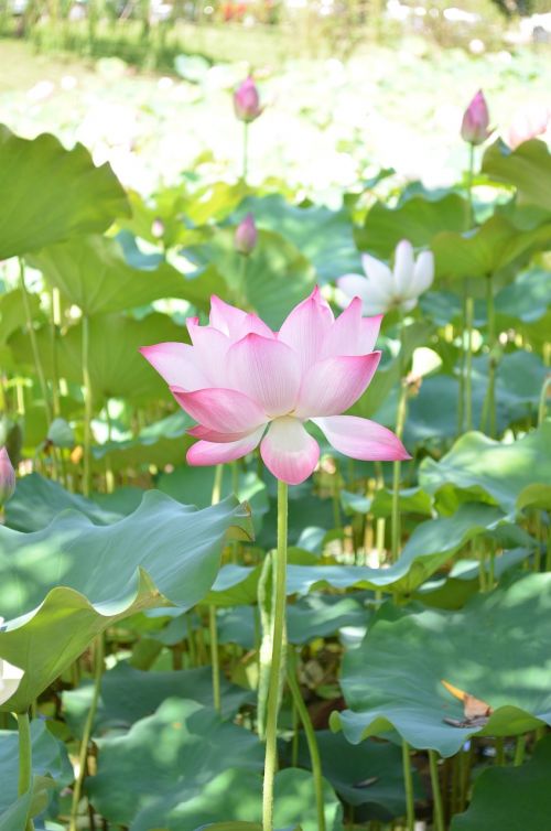 lotus flower dutch