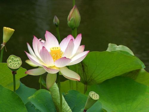 lotus blossom plant