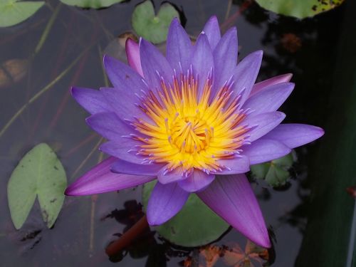 lotus purple flower