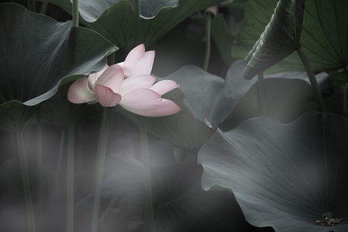 lotus beautiful splash