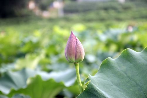 lotus bud bloom