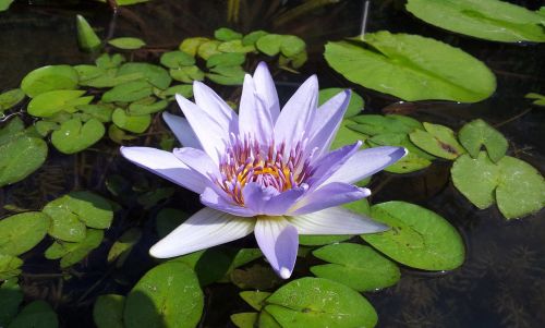 lotus plant material