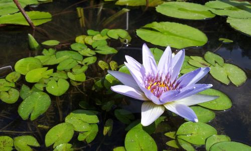 lotus plant material