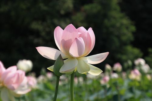 lotus flower pink