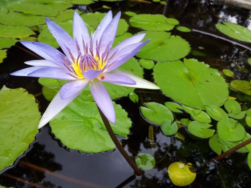 lotus plant material